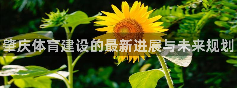 意昂体育4平台假的吗是真的吗吗:肇庆体育建设的最新进展与未来